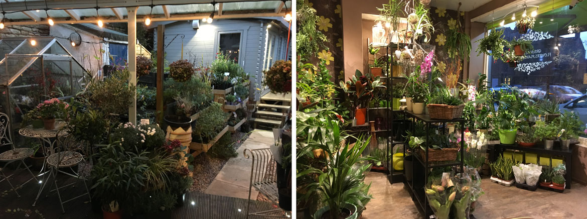 Outdoor Plants and House Plant Displays